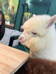 -神奇动物撸宠馆·羊驼·小浣熊·异宠(豫园店)