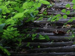 -华侨城湿地公园