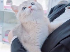 -lincat·猫舍(广州店)