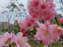 -王借岗森林公园