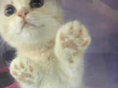 -喵的天空名猫咖啡馆·撸猫·猫舍·用品