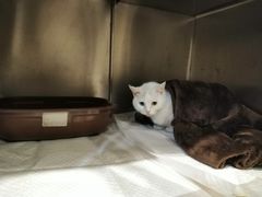 -宠爱国际动物医院· 猫科· 外科·中兽医(长白店)