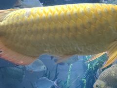 -上海海洋水族馆