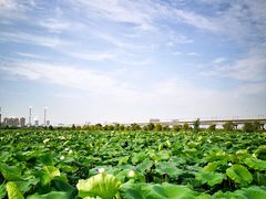 -灞河西岸滨河公园
