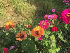 -长兴太湖图影湿地文化园