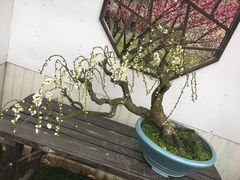 -香雪海