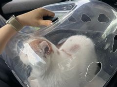 -瑞鹏宠物医院·骨科·猫科·内科(第一中心)