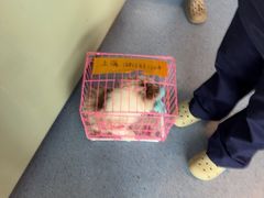 -顺强宠物诊所·狂犬免疫·夜诊·骨科(嘉定店)