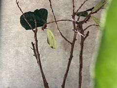 -山下C5cafe(惠通时代广场店)