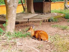 -野象谷景区