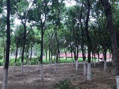 -大兴滨河森林公园