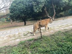 -深圳野生动物园