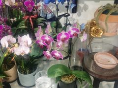 -FEI FEI FLOWER鲜花店·气球派对·宝宝宴布置(虹口德必运动Loft店)