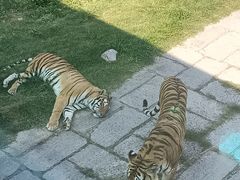 -深圳野生动物园