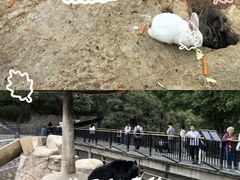 -石家庄市动物园