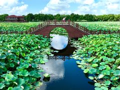 -荷塘月色湿地公园·向阳花洲