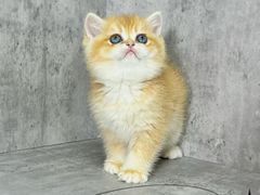 -小猫来了·猫舍(红山六九七九店)