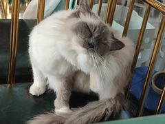 -喵喵咪呀布偶猫咖(春熙路店)