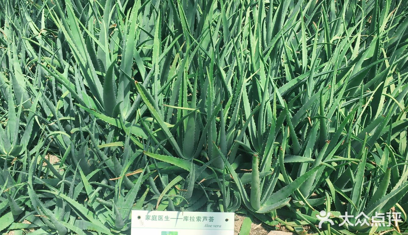 我在南方看仙人掌