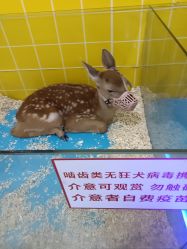 -神奇动物撸宠馆·羊驼·小浣熊·异宠(豫园店)