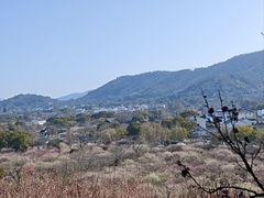 -香雪海