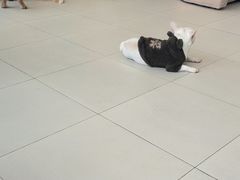 -怪兽屋·羊驼·猫咖·狗咖(俊华广场店)