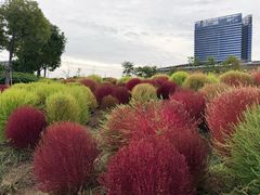 -春花秋色城市公园