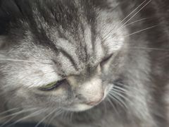 -纳吉亚猫专科动物诊疗中心(蒋宅口分院)