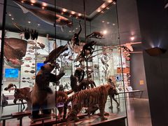 -美国自然历史博物馆