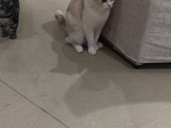 -藏猫猫咖啡主题馆(中央大道店)