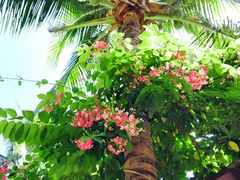 -三亚湾海居铂尔曼度假酒店