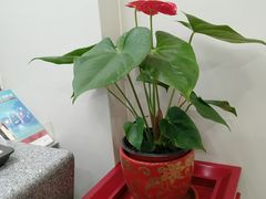 -中国银行(上海市五角场支行)