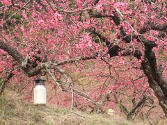 -象头山国家级自然保护区