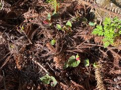 -武陵山森林公园