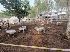 -九十九顶毡房(阜石路店)