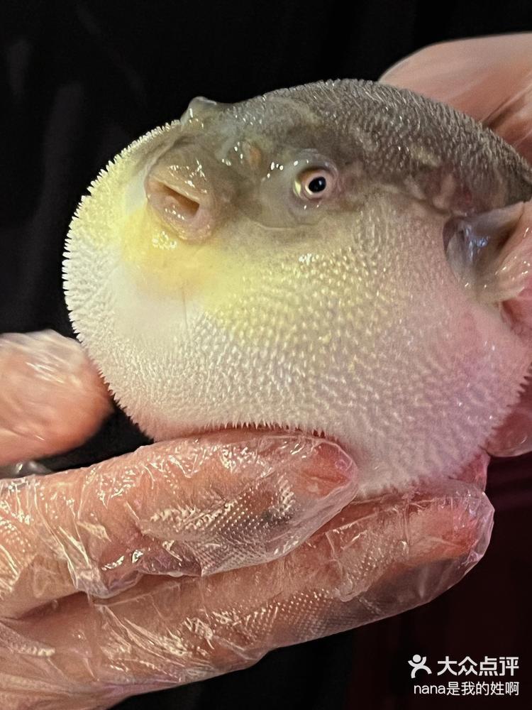 肆月河豚 气鼓鼓的河豚这么可爱,怎么还这么好吃