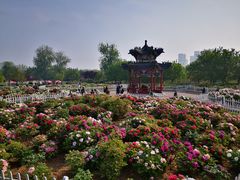 -曹州牡丹园