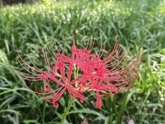 -杭州植物园