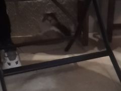 -逃脱反斗城沉浸剧情密室(北京路店)