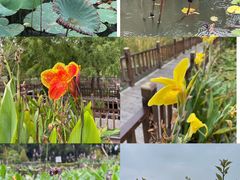 -五缘湾湿地公园