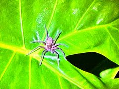 -中国科学院西双版纳热带植物园