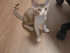 -瑞派·关忠动物医院·猫专科·犬专科(三环新城店)