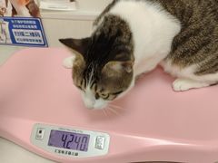 -凯特喵百思猫专科医院