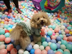 -太阳岛度假酒店