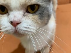 -Bastet sally猫舍购宠(静安店)
