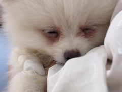-宠颐生宠物医院·心肾内科·猫专科诊疗中心宠巢店