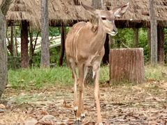 -清迈夜间动物园