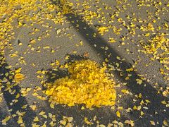 -三里屯东五街银杏大道
