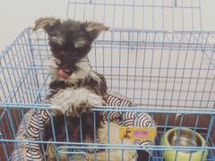 -PETKIT小佩宠物(昭化店)