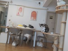 -有喵·猫咖·狗咖·30几只猫10只小狗(岗厦店)